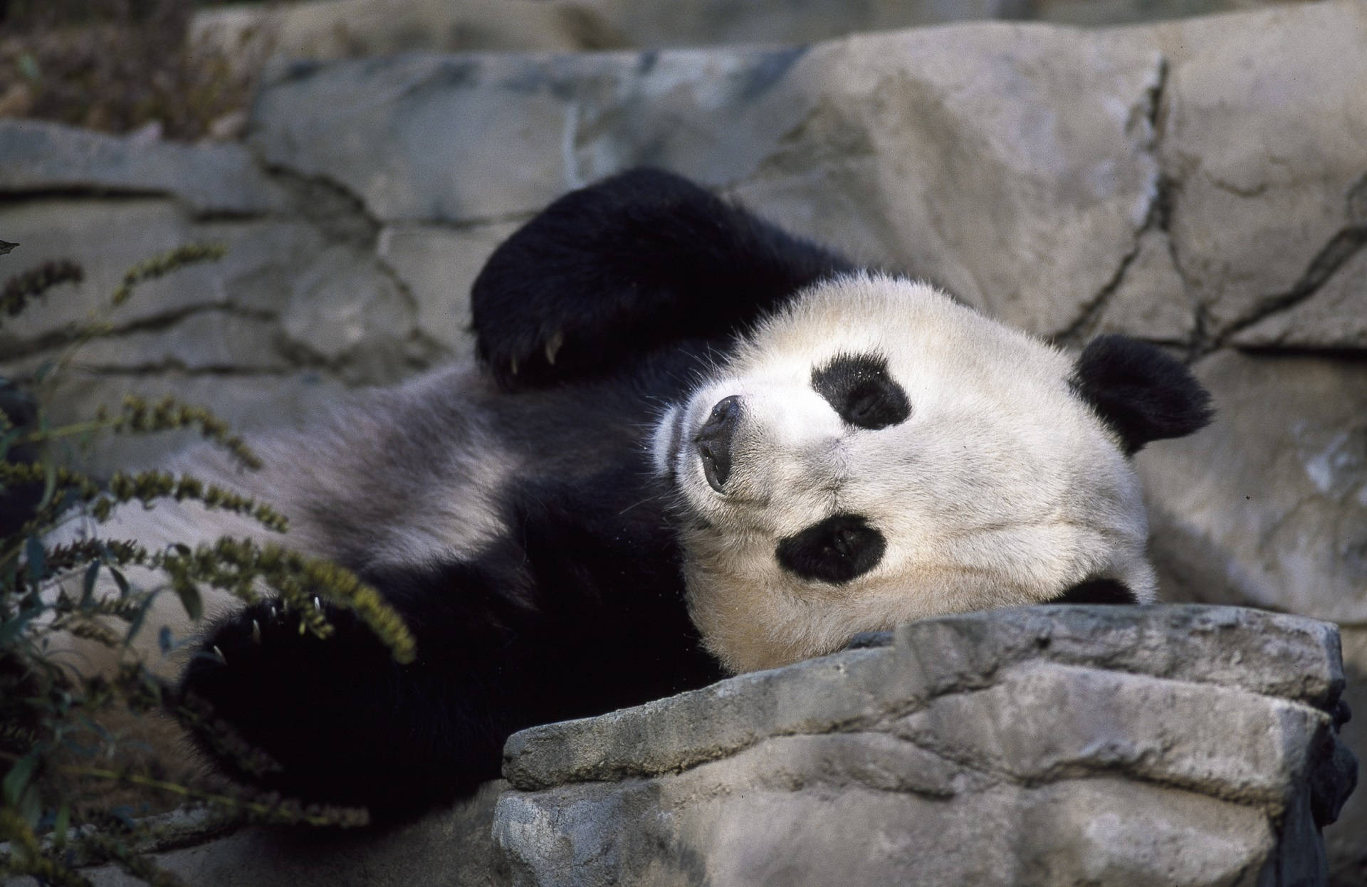 Cute Panda Laying On A Rock Background