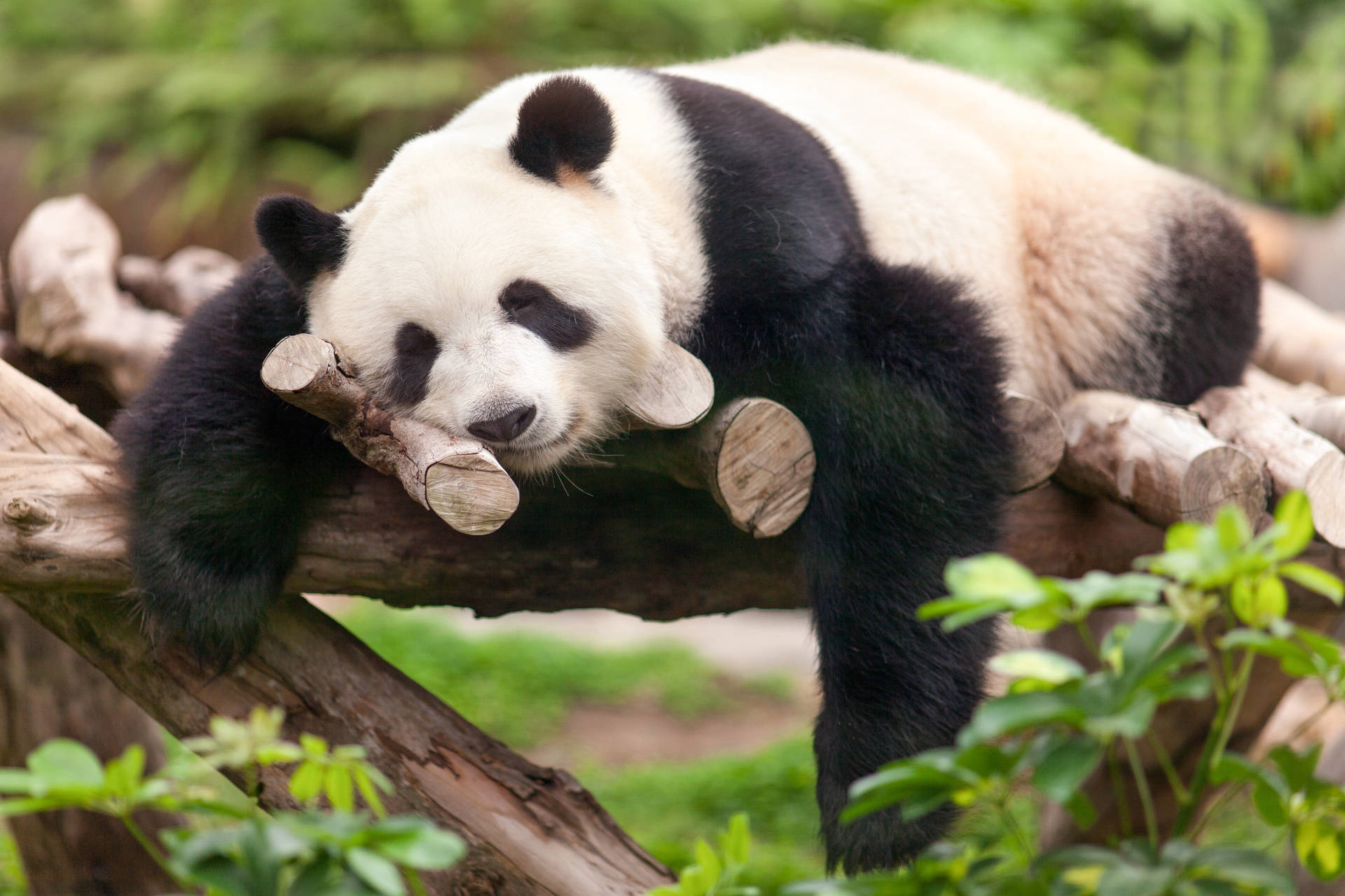Cute Panda Lazily Sleeping Background