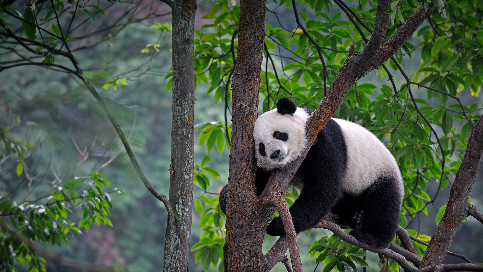 Cute Panda On Top Of Tree Background