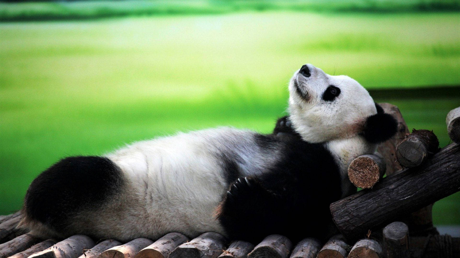Cute Panda Relaxing Background