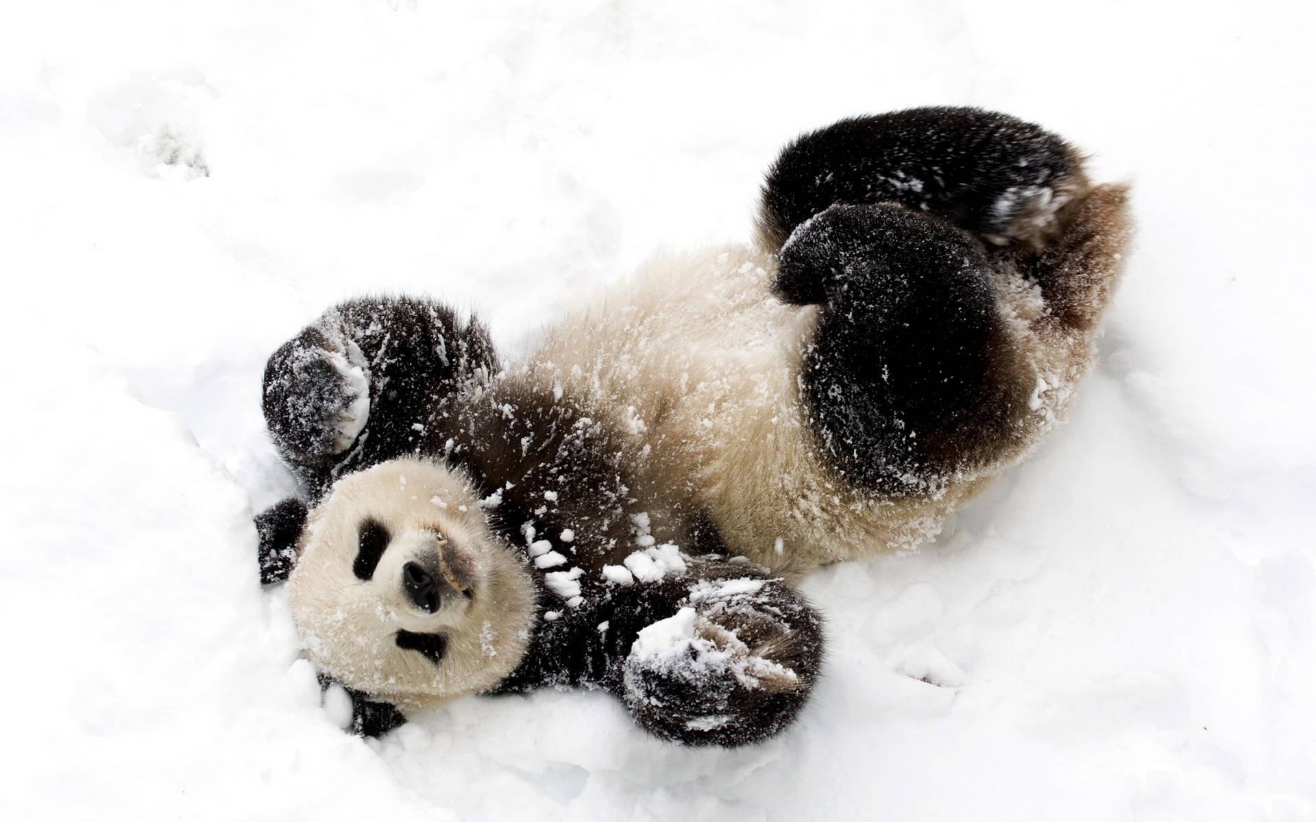 Cute Panda Rolling On The Snow Background