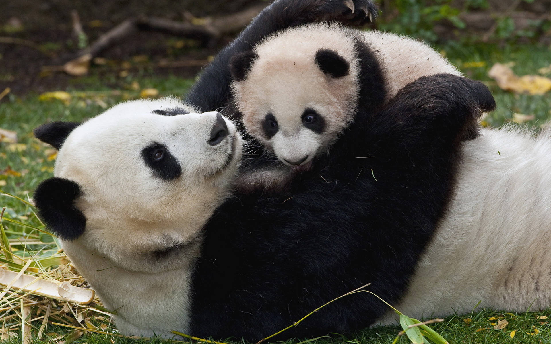 Cute Pandas Cuddling Background