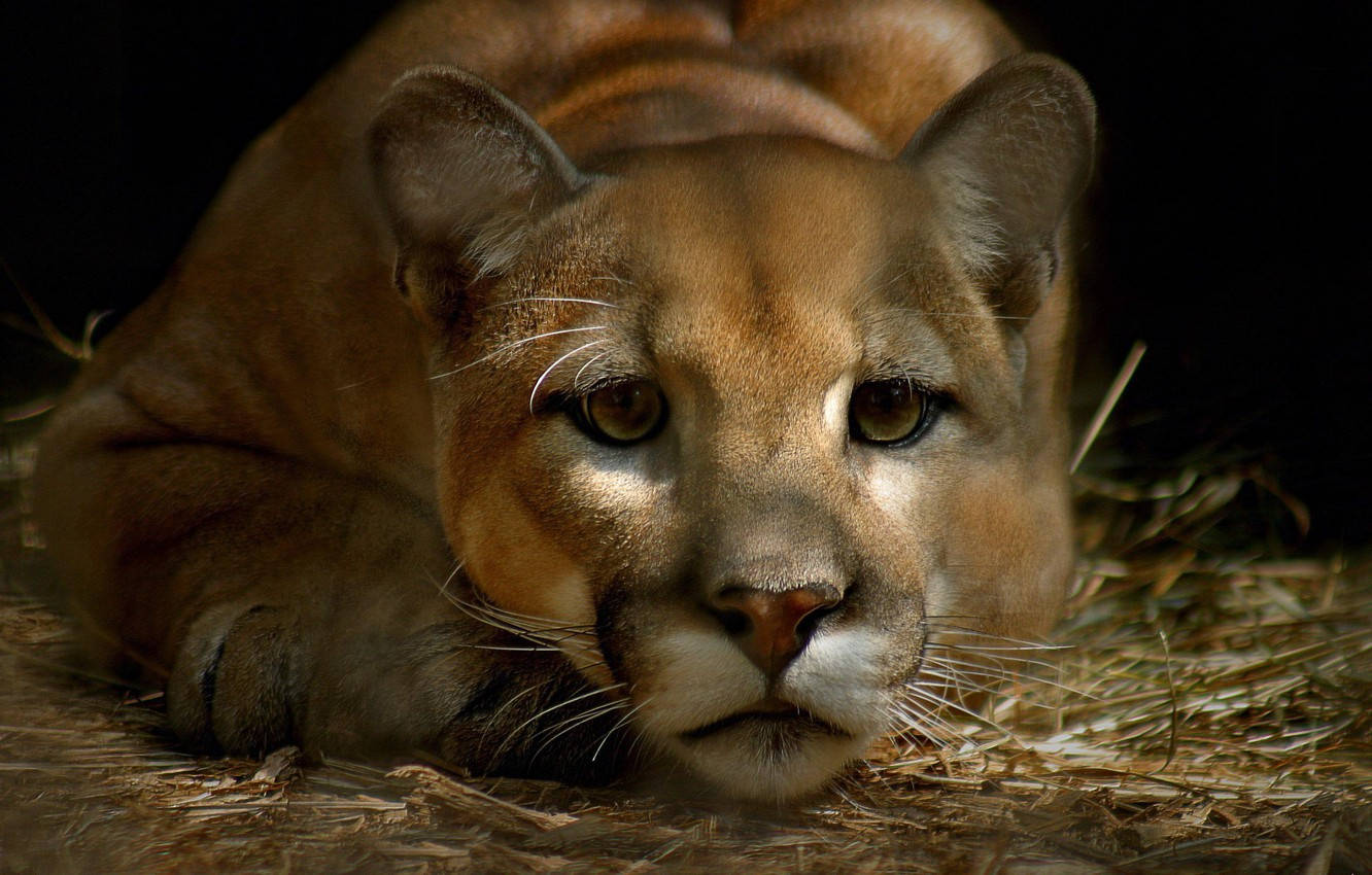 Cute Panther Sad Eyes Background