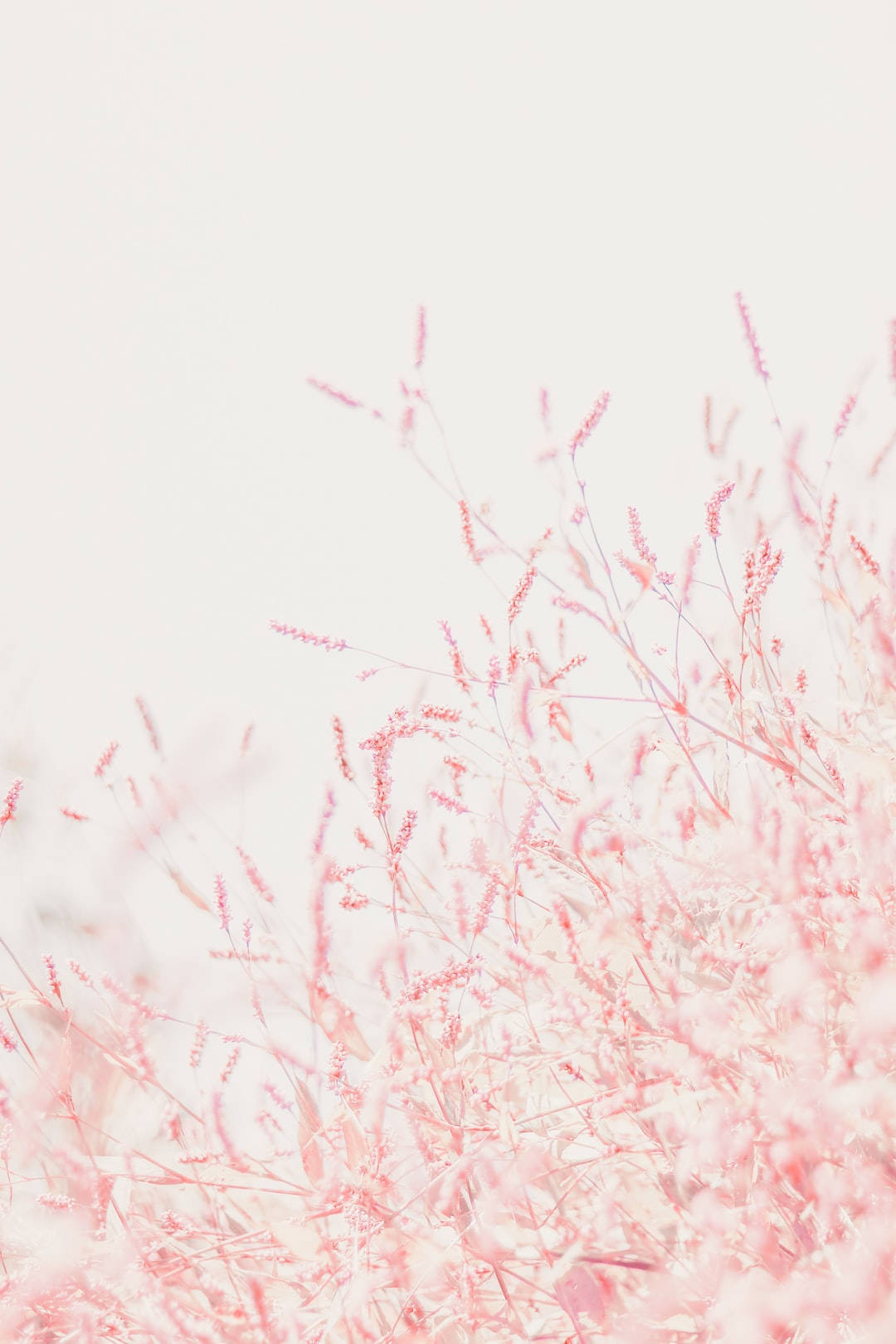 Cute Pastel Pink Grains Background