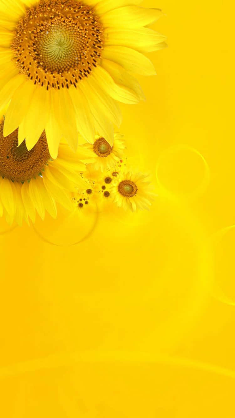 Cute Pastel Yellow Big Sunflower Background