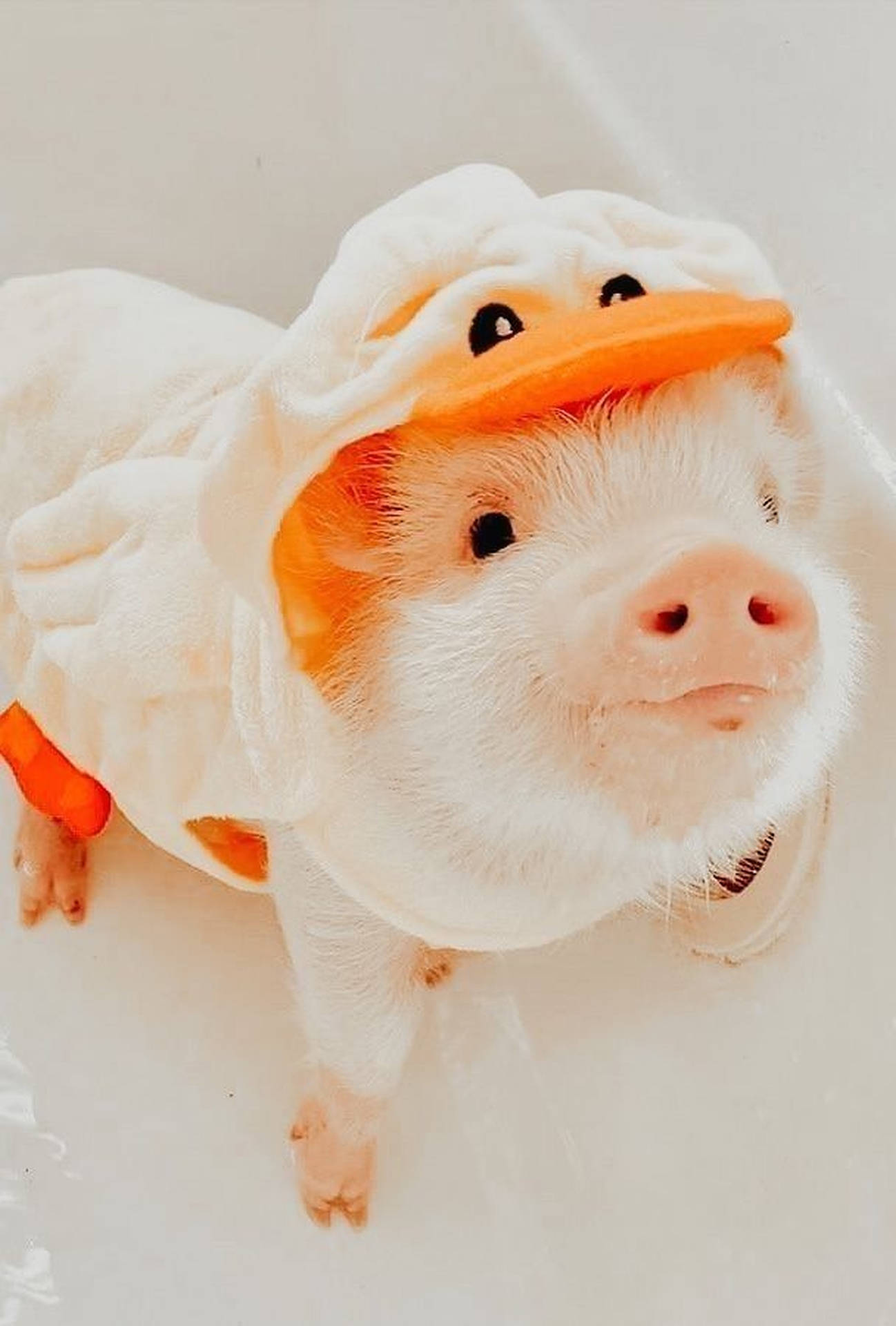 Cute Pig Duck Costume