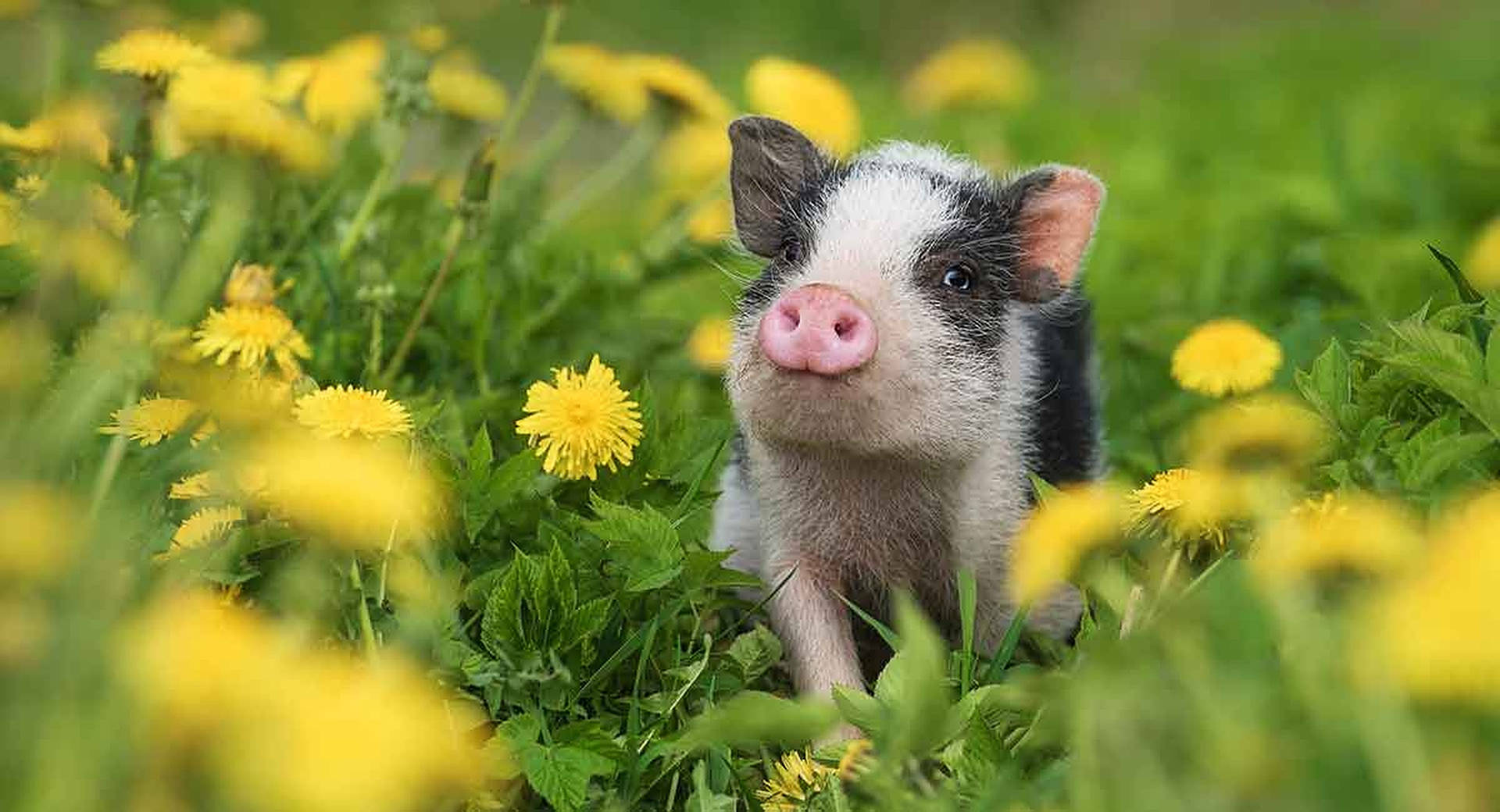 Cute Pig On Flower Field