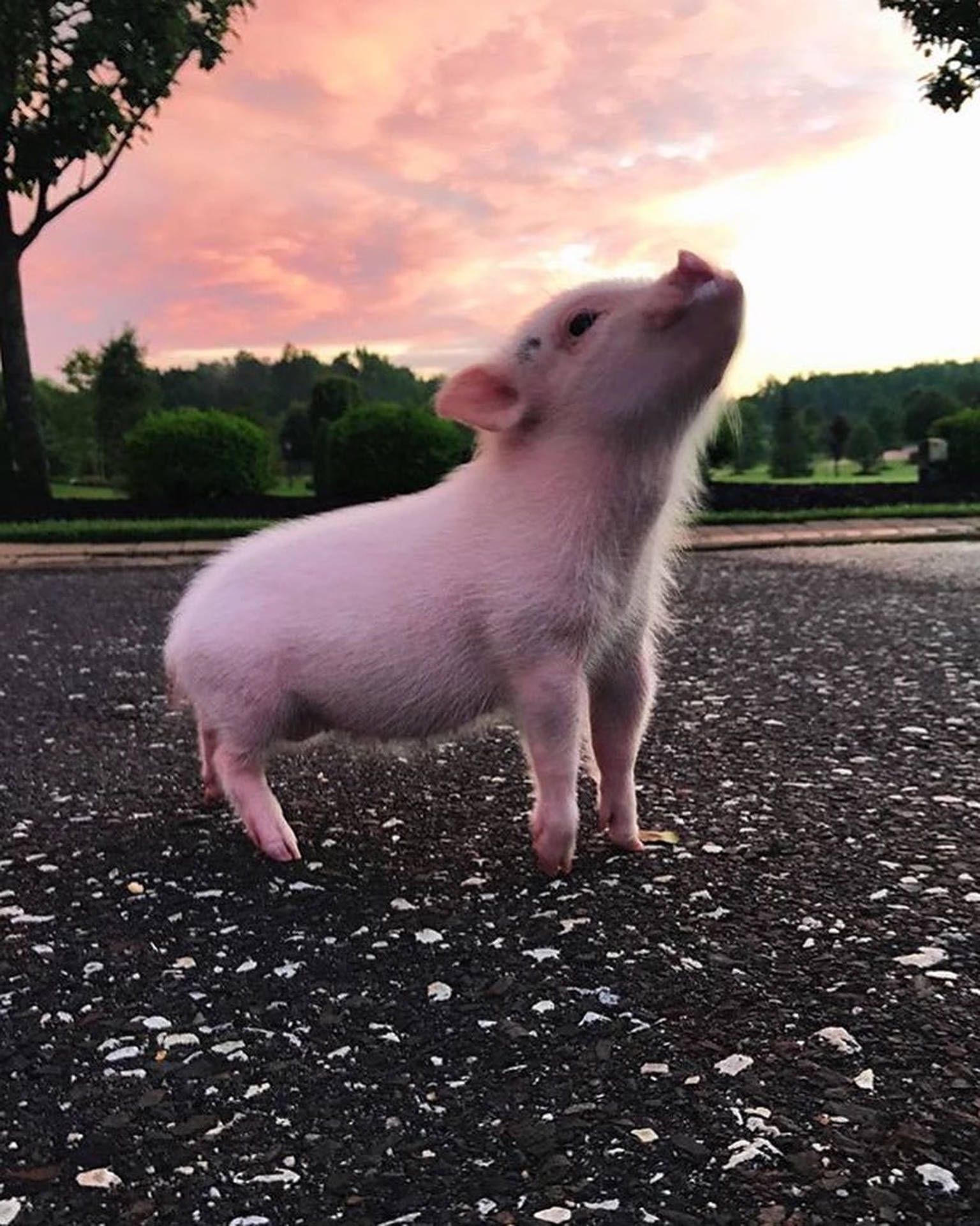 Cute Pig Photography