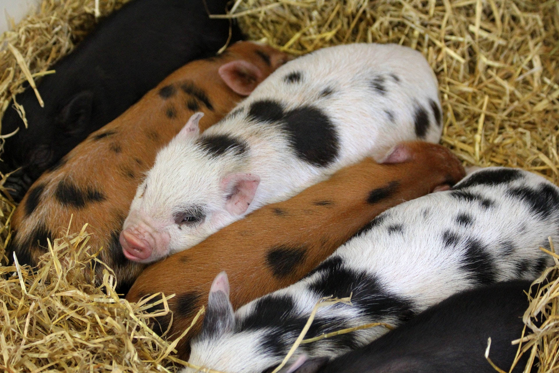 Cute Piglet Animals Inside A Farmhouse Background