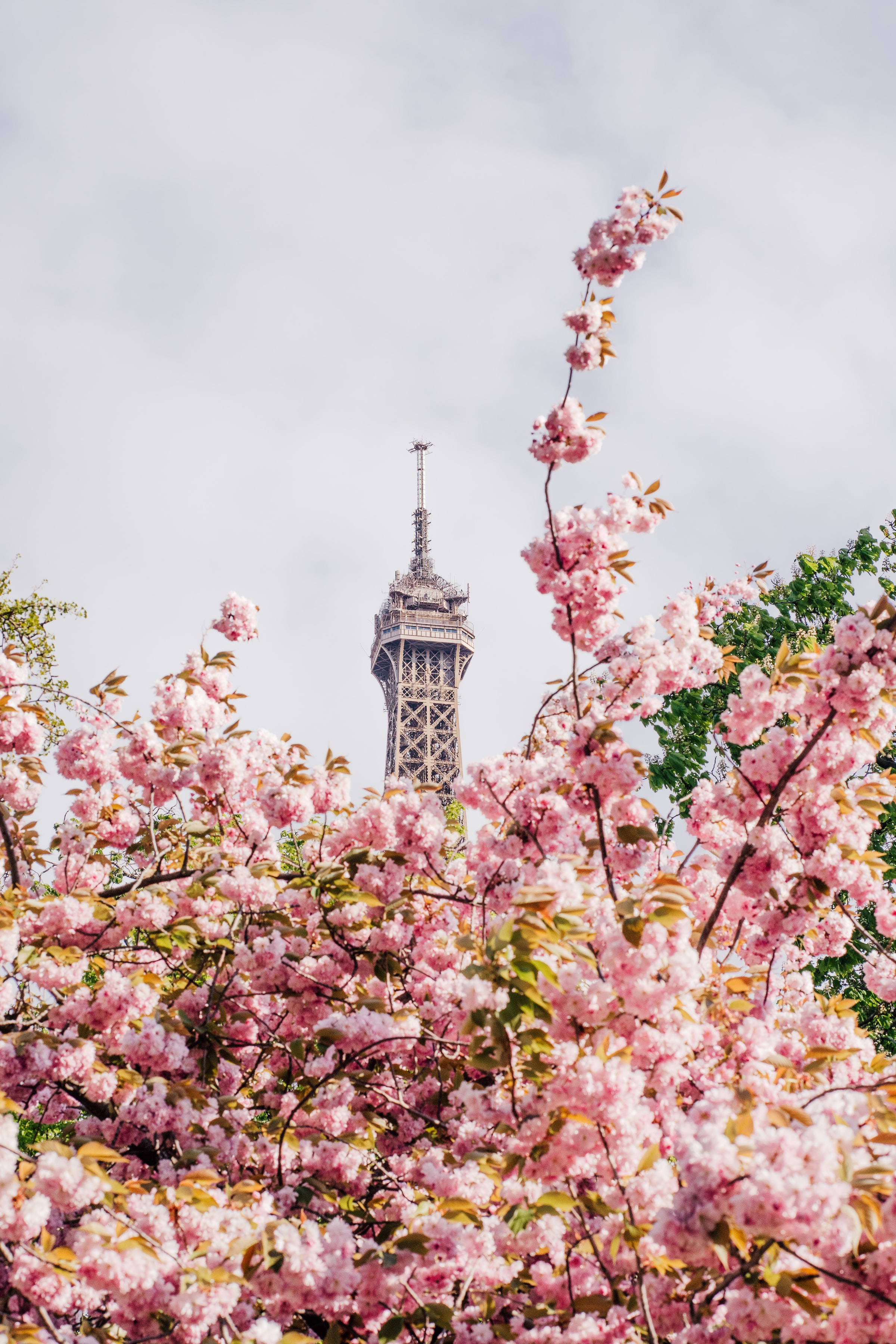 Cute Pink Aesthetic Cherry Blossoms Eiffel Tower Background