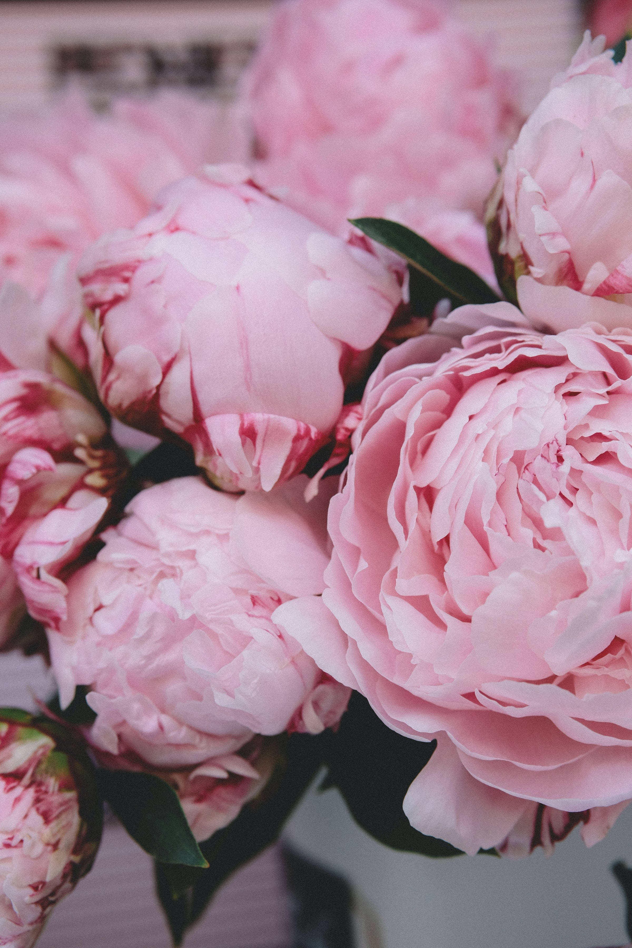 Cute Pink Aesthetic Peony Spring Flowers Background