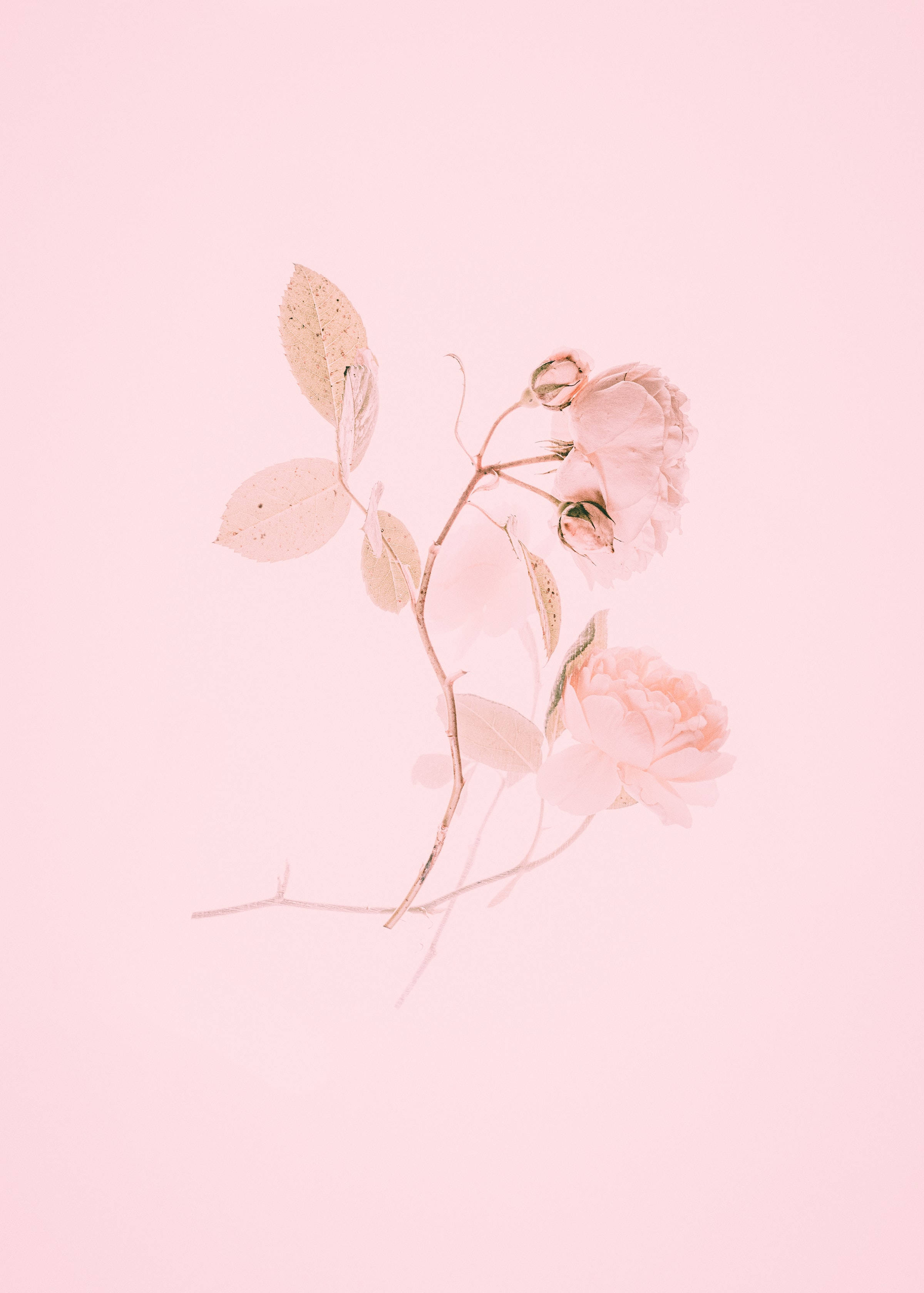 Cute Pink Aesthetic Roses Painting