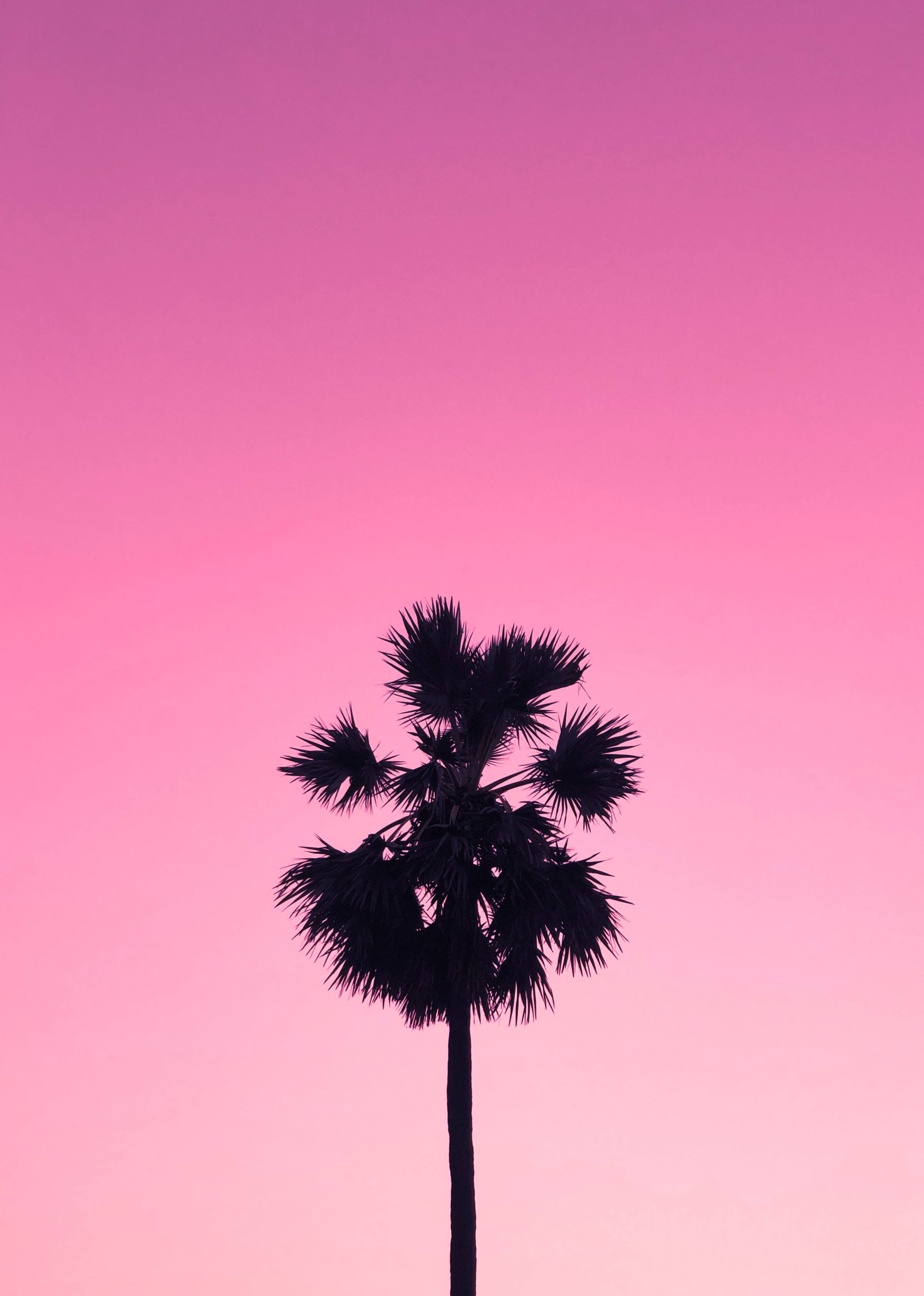 Cute Pink Aesthetic Sky Tree Silhouette Background