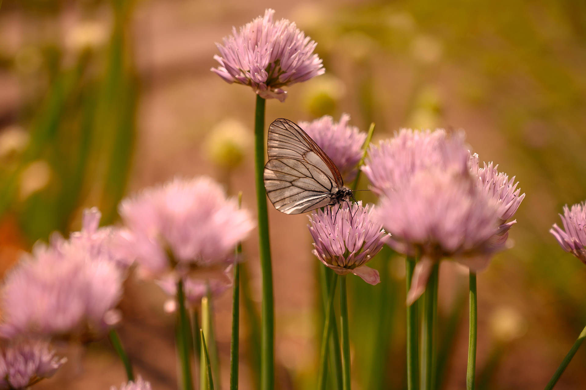 Cute Pink Butterfly And Flower Field Background