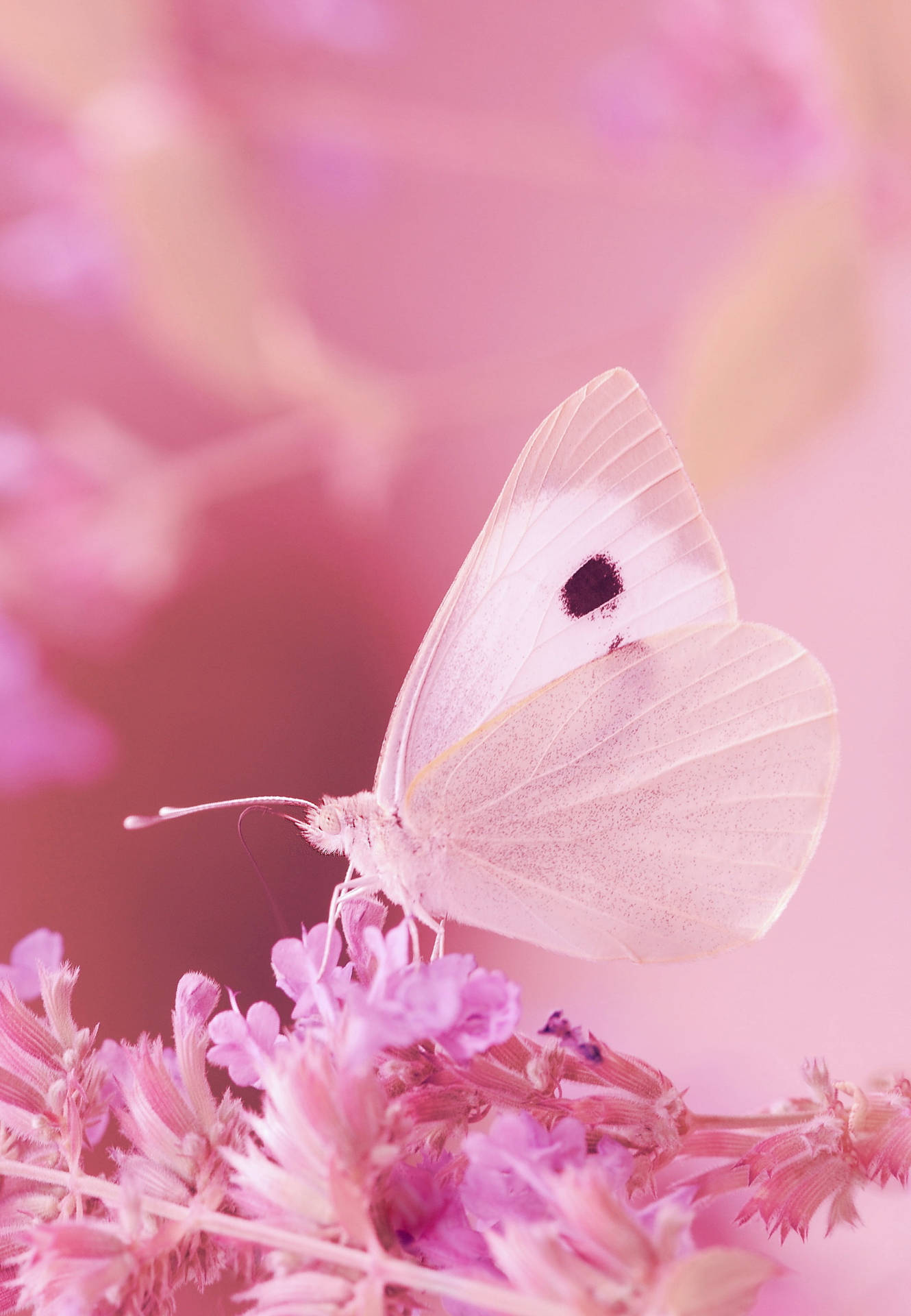 Cute Pink Butterfly And Flowers Background