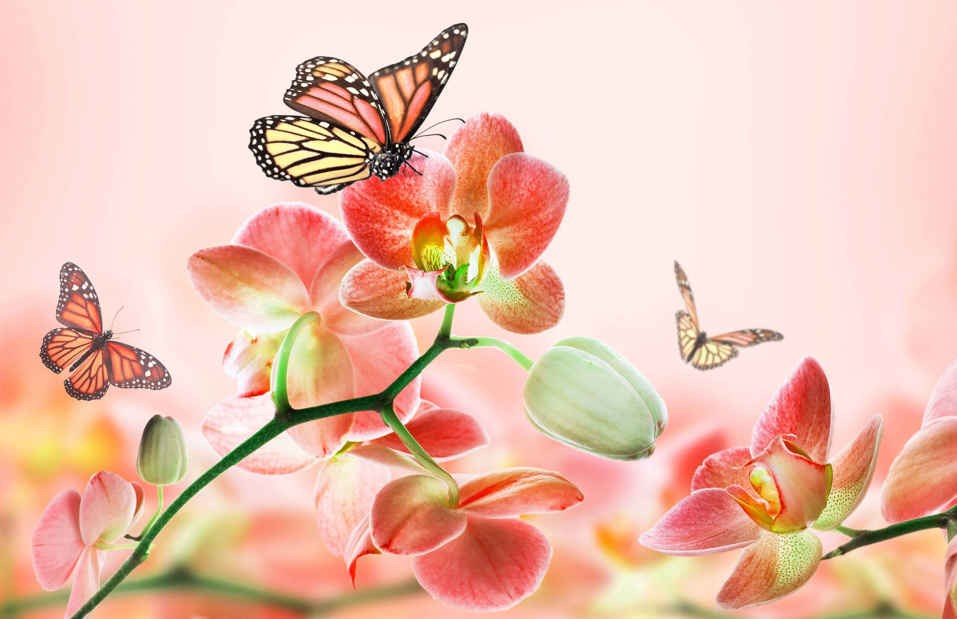 Cute Pink Butterfly And Orchid-themed Background Background