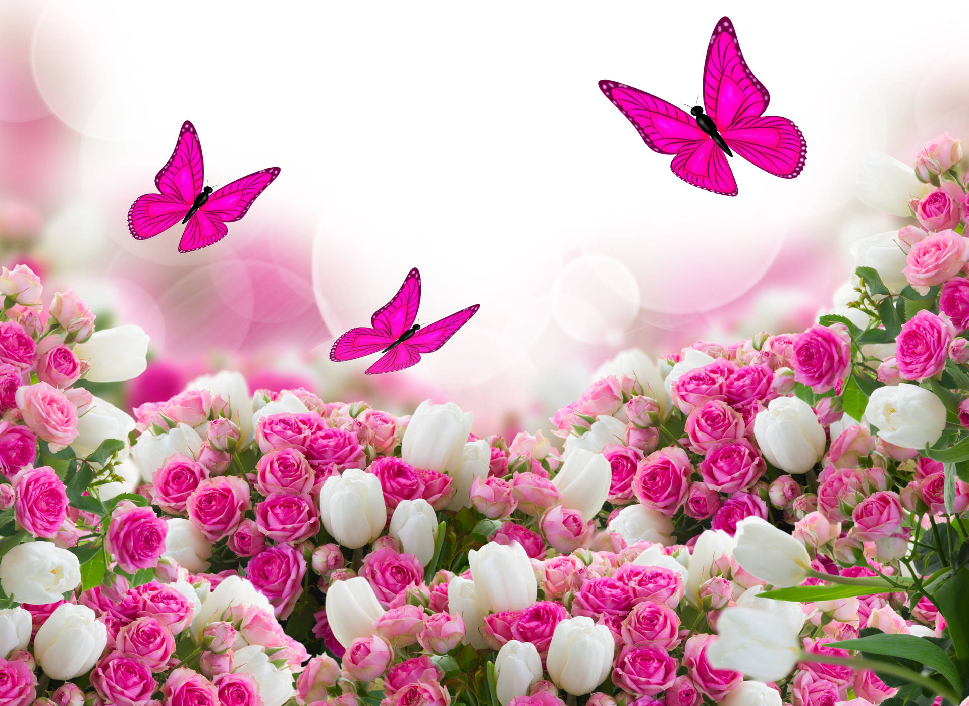Cute Pink Butterfly Insects In Flower Field Background
