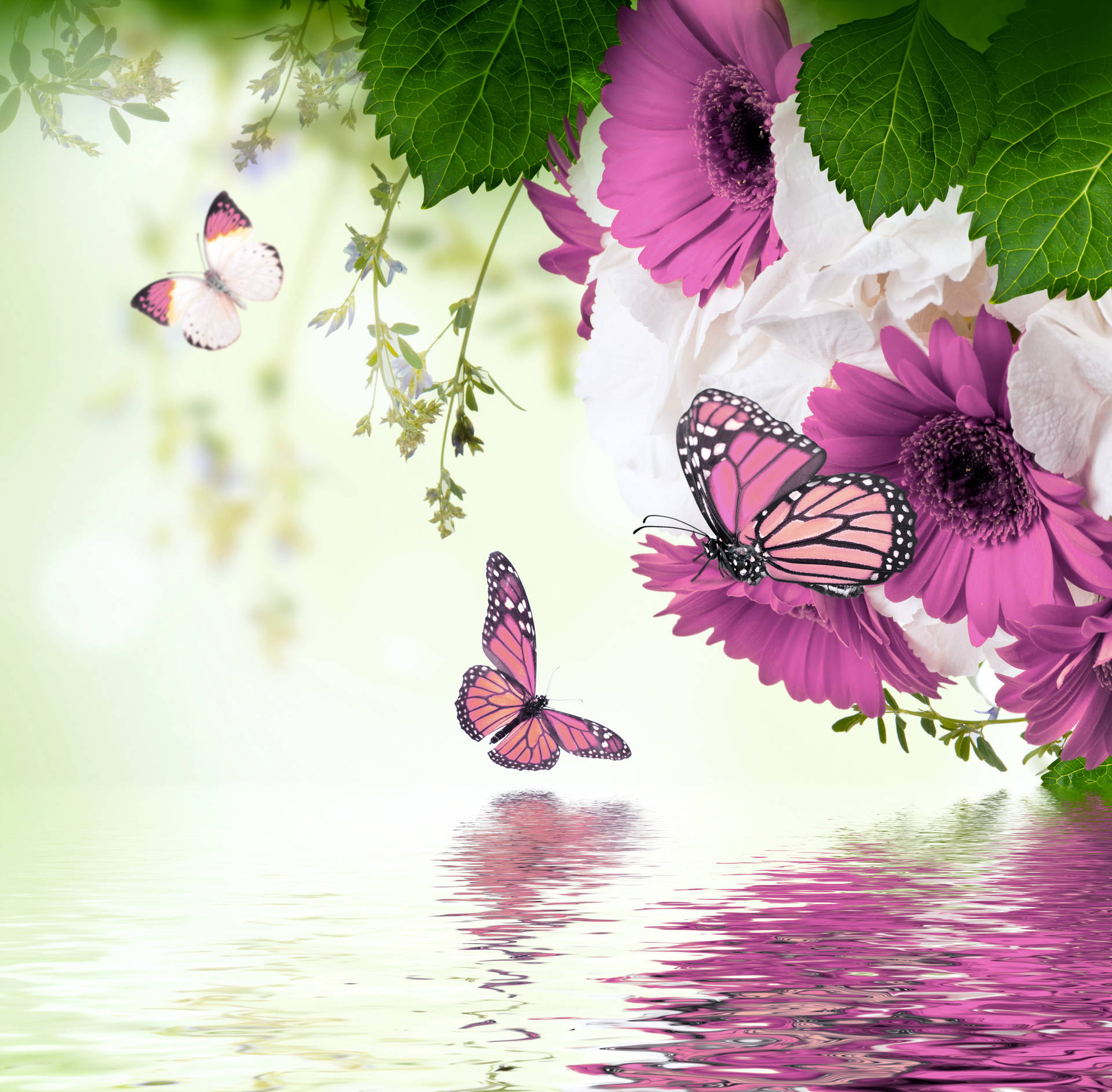 Cute Pink Butterfly Near The River Background