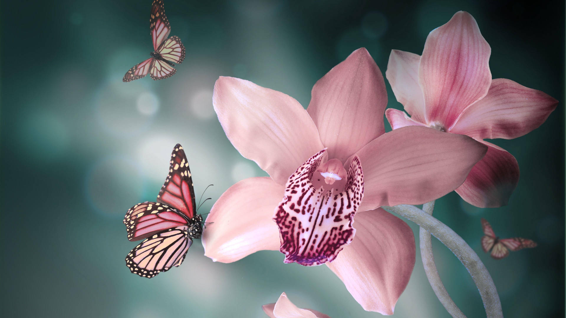 Cute Pink Butterfly On Boat Orchid Background