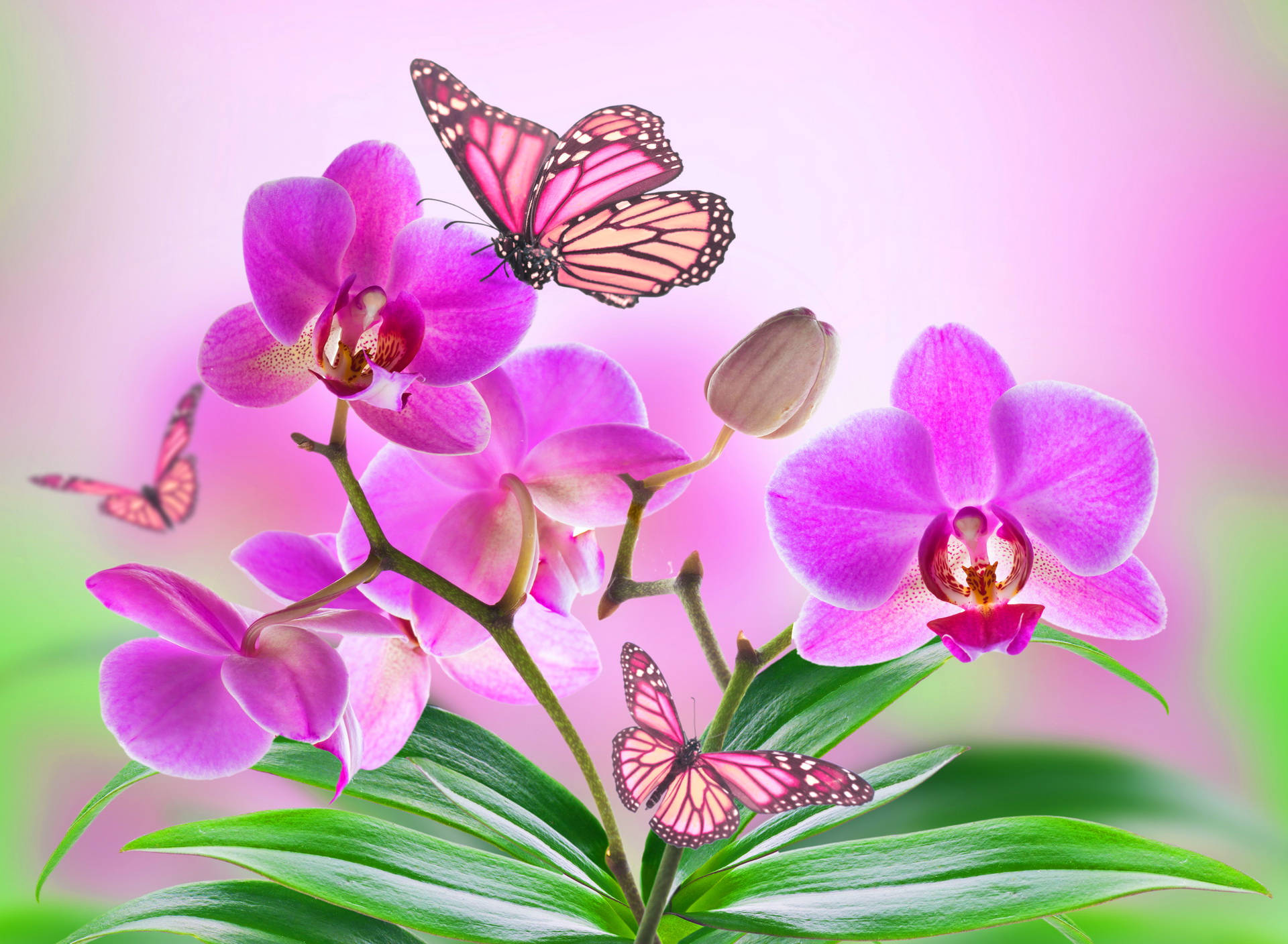 Cute Pink Butterfly On Pink Orchids