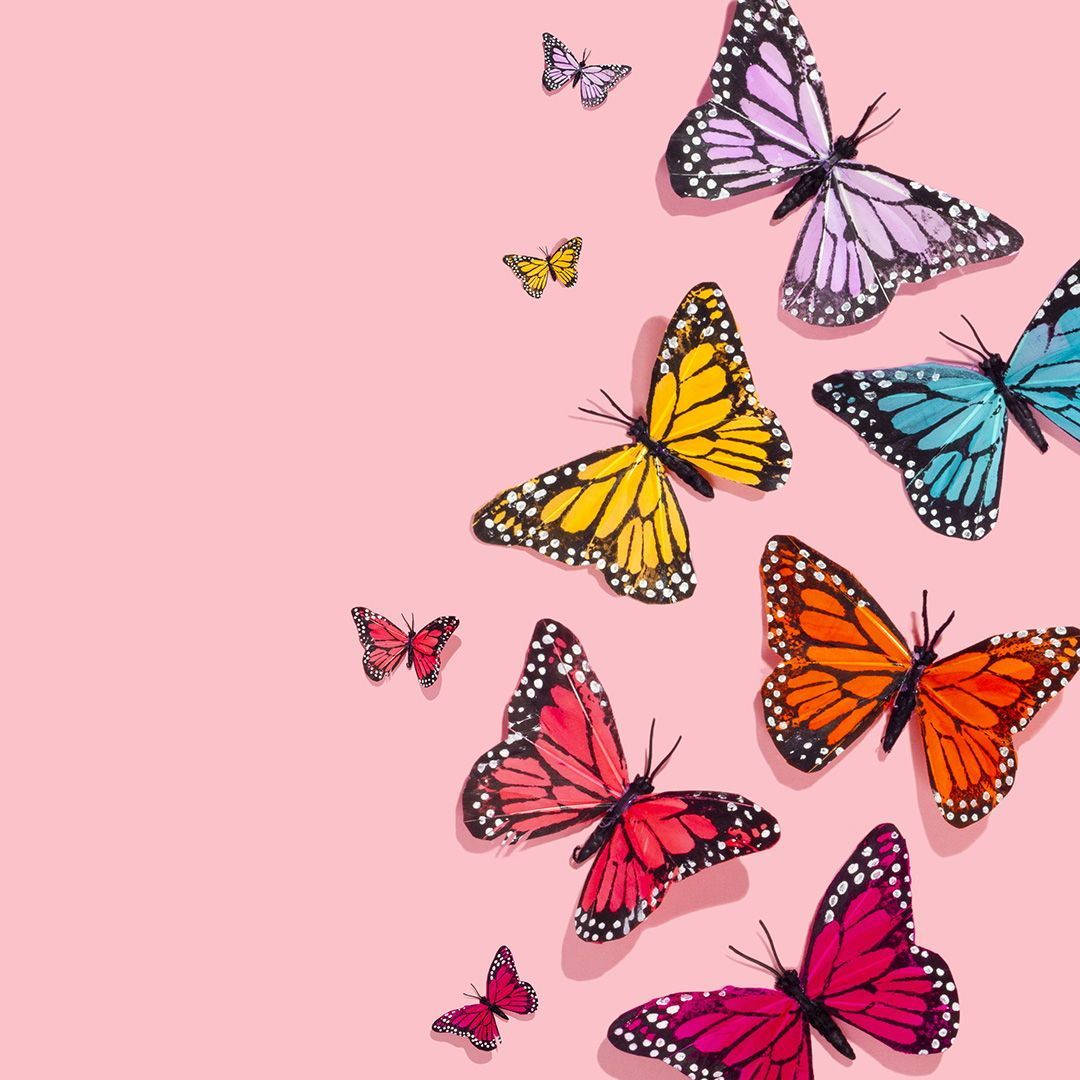 Cute Pink Butterfly With Other Butterfly Colors Background