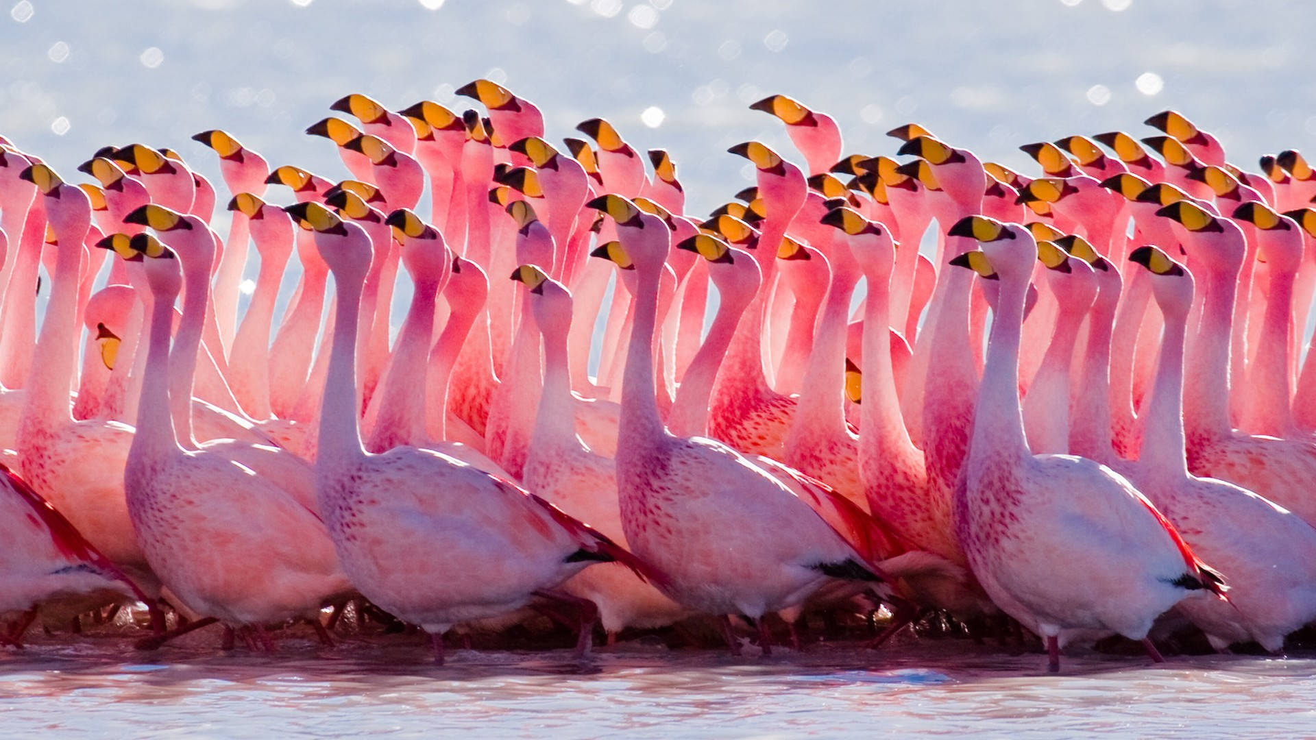 Cute Pink Flamingoes Background