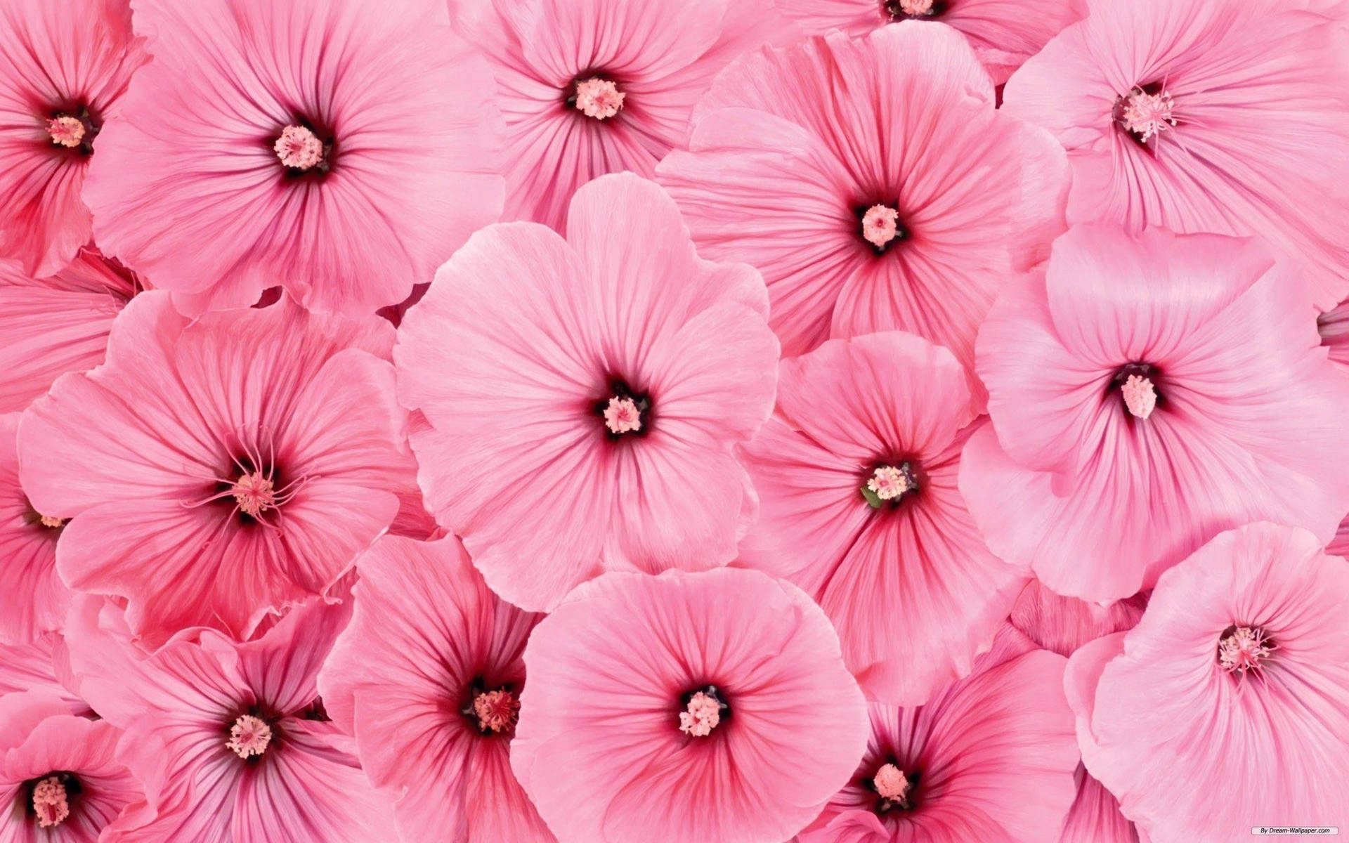 Cute Pink Flower Blooms Of Rose Mallows Background