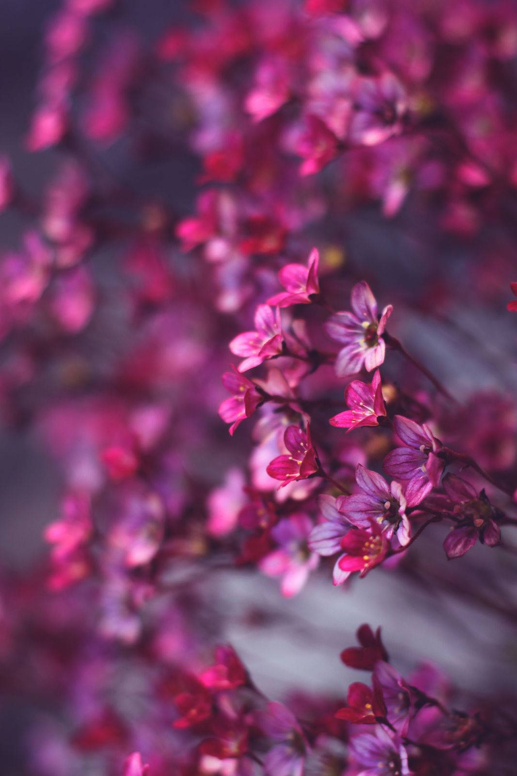 Cute Pink Flower Blooms On A Tree Background