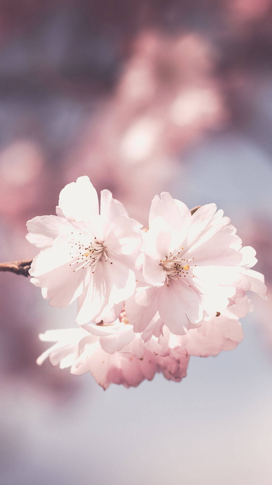 Cute Pink Flower Blurred Background