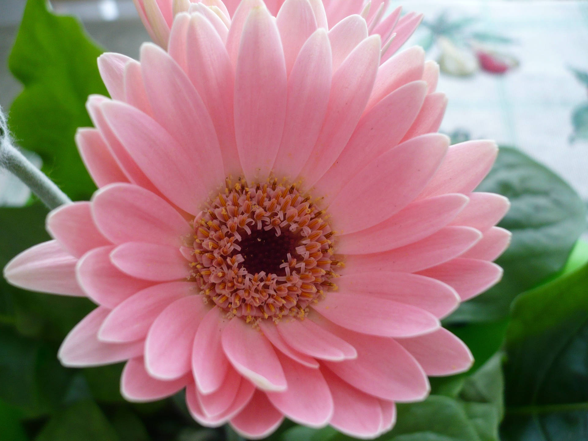 Cute Pink Flower Daisy Background