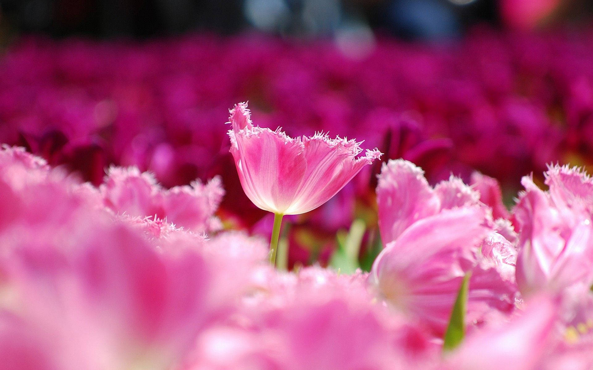 Cute Pink Flower Garden Of Tulips