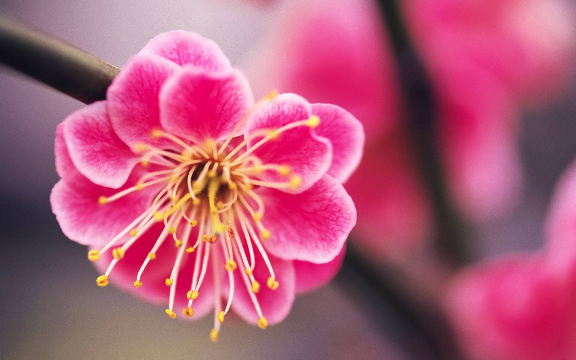 Cute Pink Flower Of Plum Tree Background