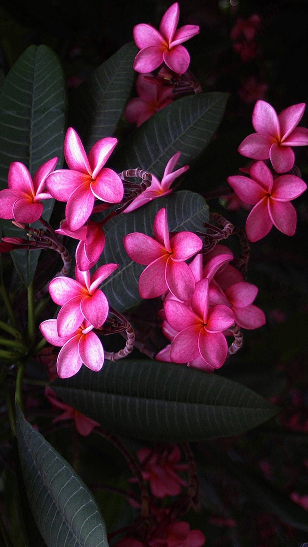 Cute Pink Flower Of Red Frangipani Background