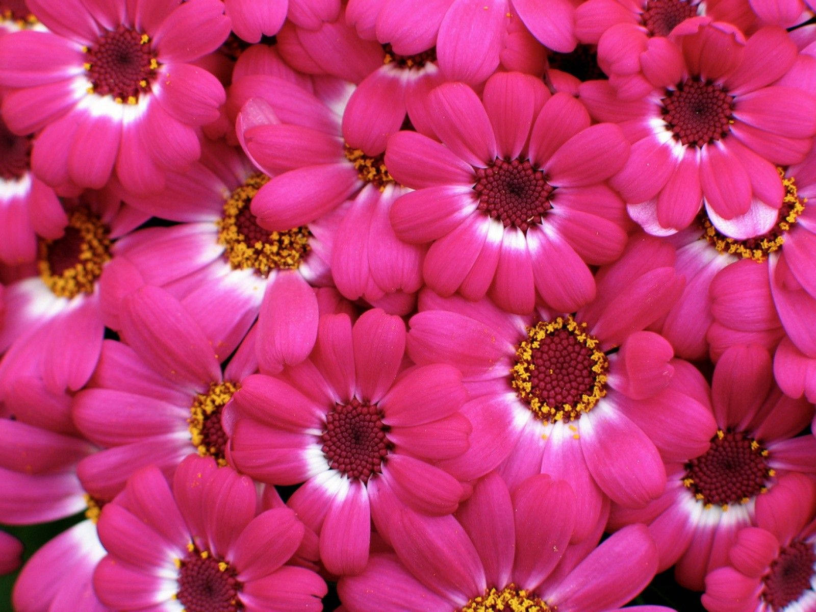 Cute Pink Flower Pieces Background