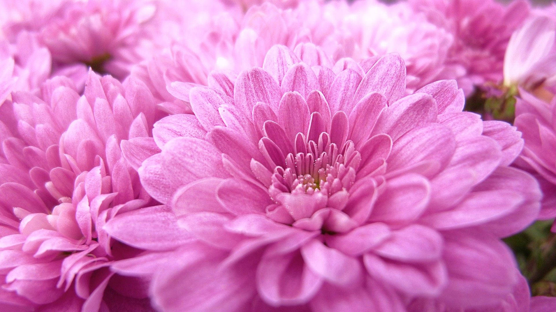 Cute Pink Flower Pieces Of Chrysanthemum Background
