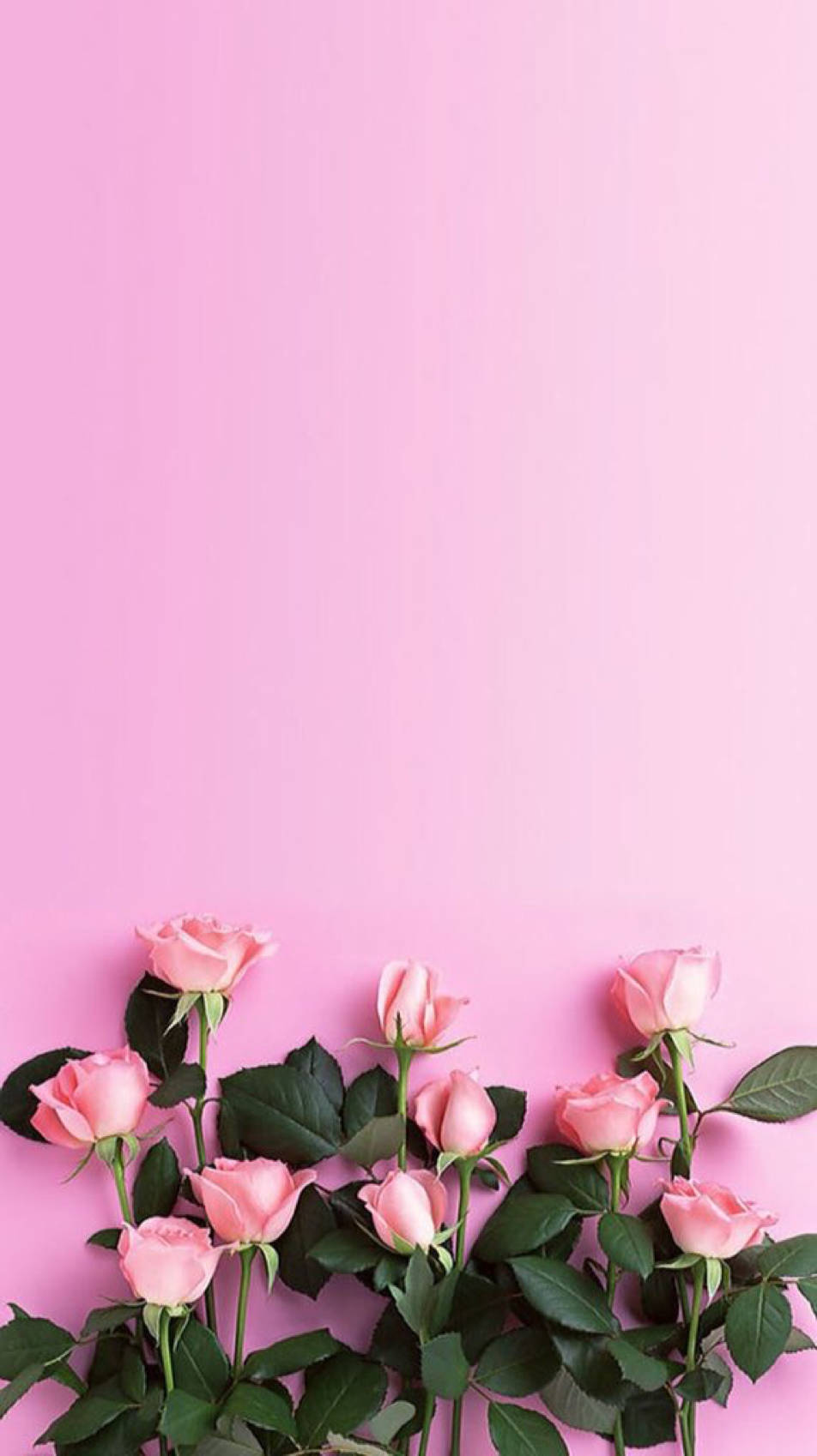 Cute Pink Flower Roses Phone Background