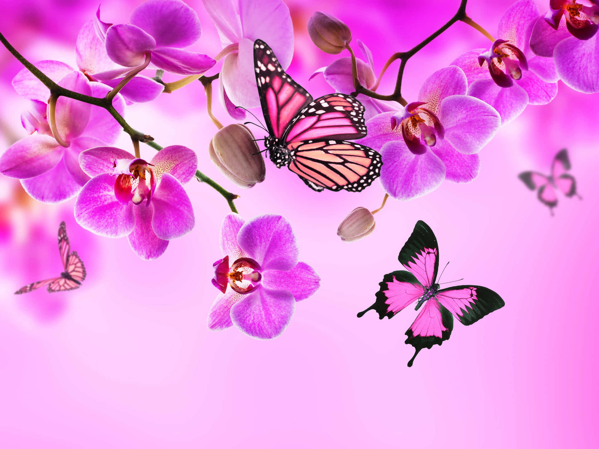 Cute Pink Flowers And Butterflies Background