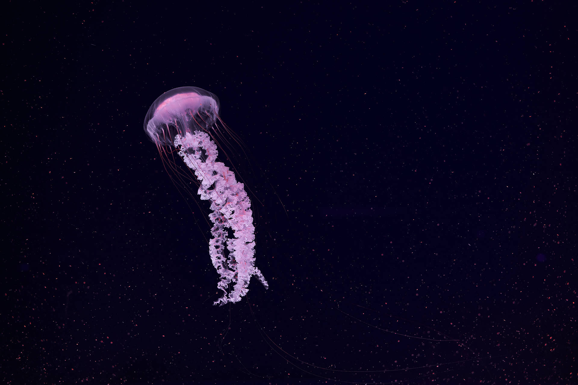 Cute Pink Jellyfish Background