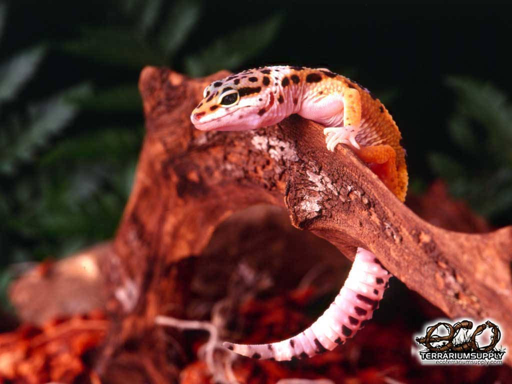 Cute Pink Leopard Gecko Background