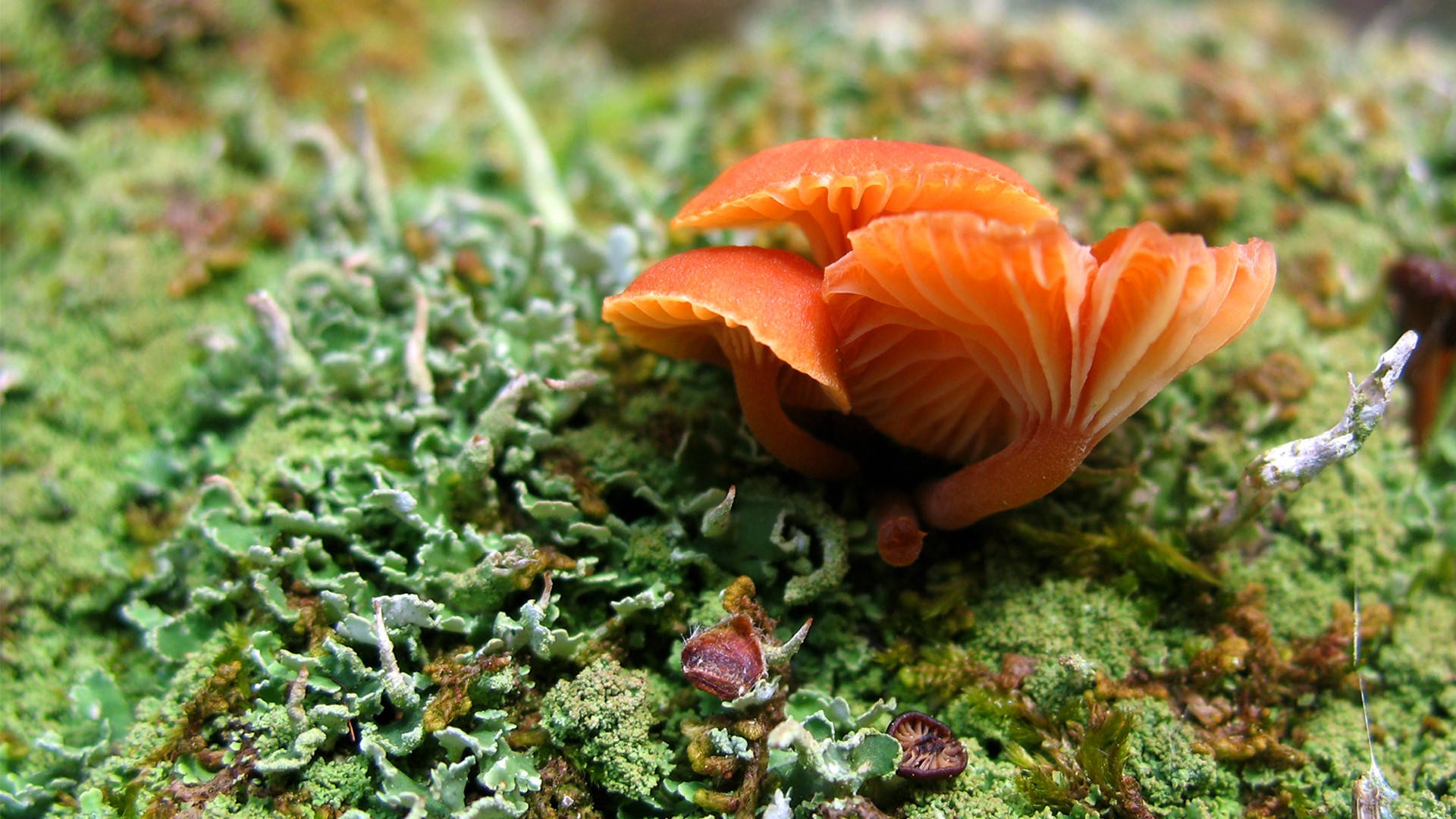 Cute Pink Mushrooms With Wavy Caps Background