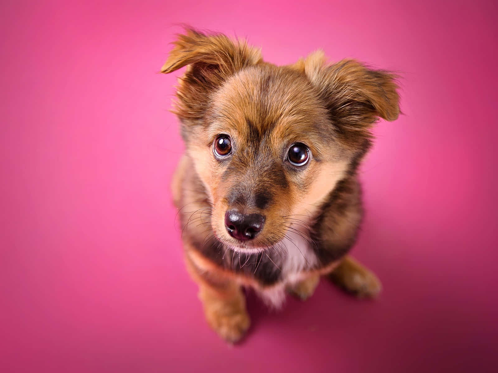 Cute Pink Puppies Cuddling And Sleeping Background