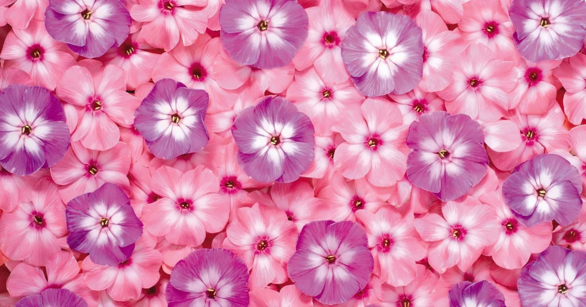 Cute Pink Purple Garden Phlox Flower