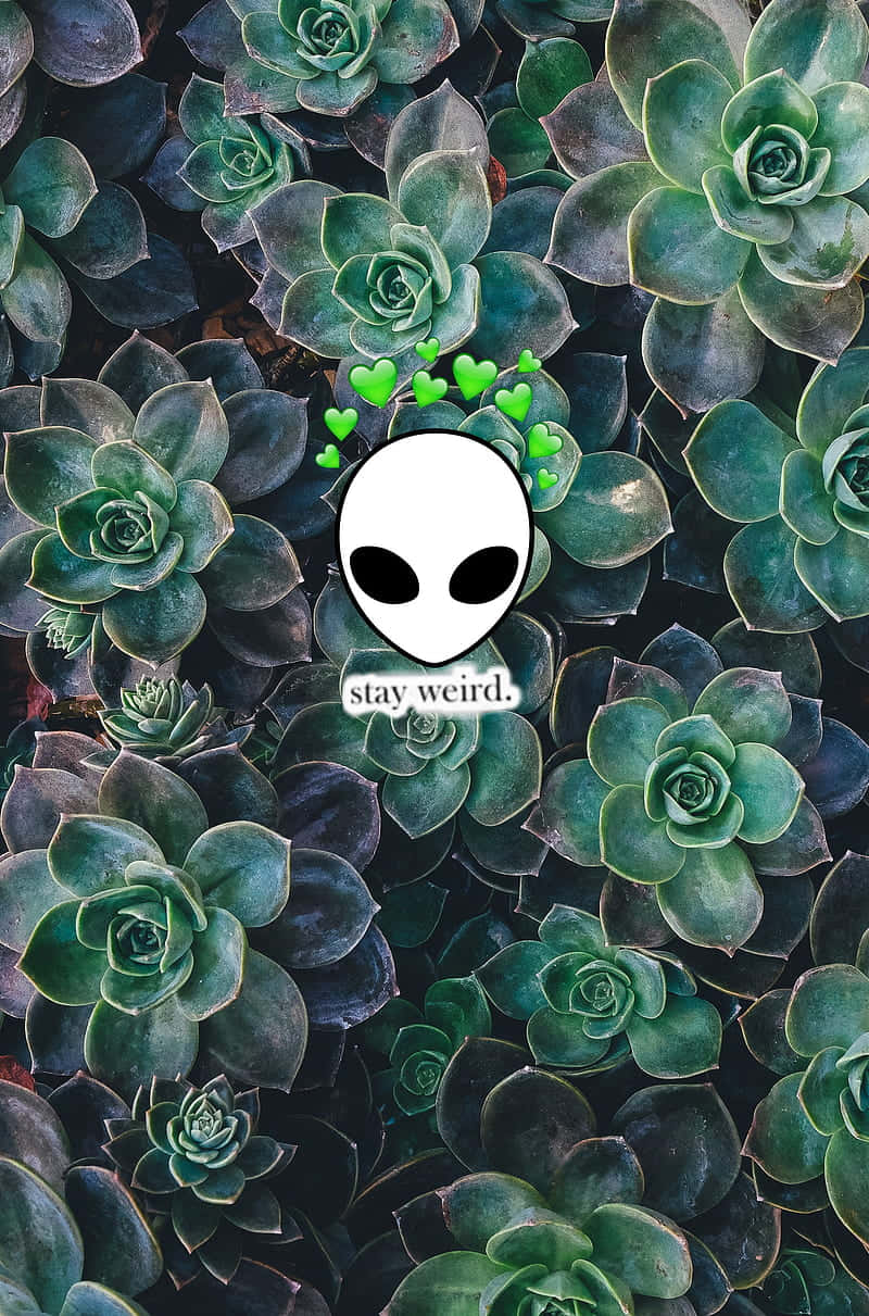 Cute Plant Alien On Succulents