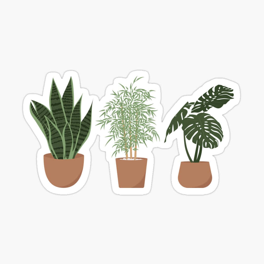 Cute Plant Indoors Background