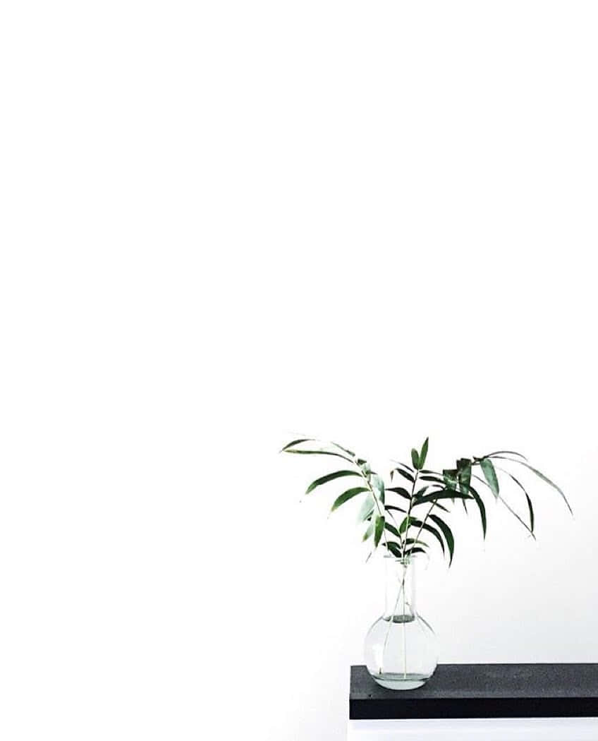 Cute Plant With Clear Vase Background