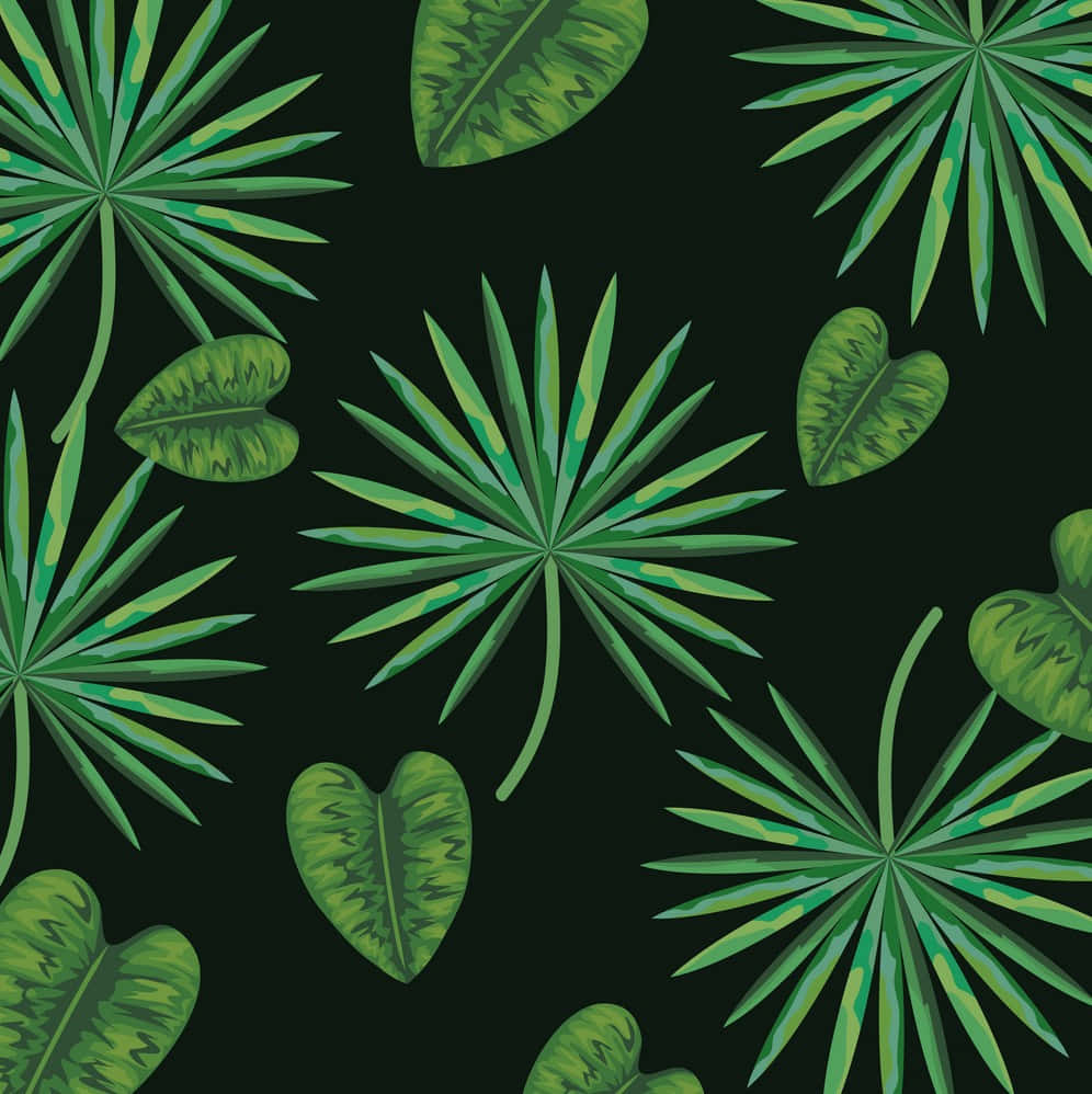 Cute Plant With Heart Leaves