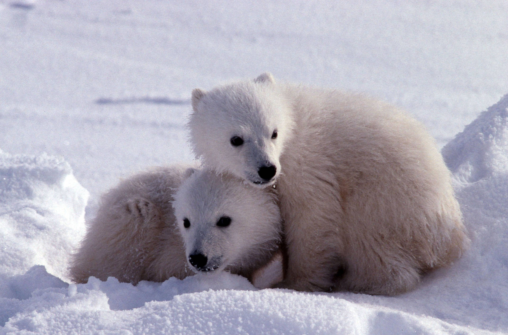 Cute Polar Bear Background