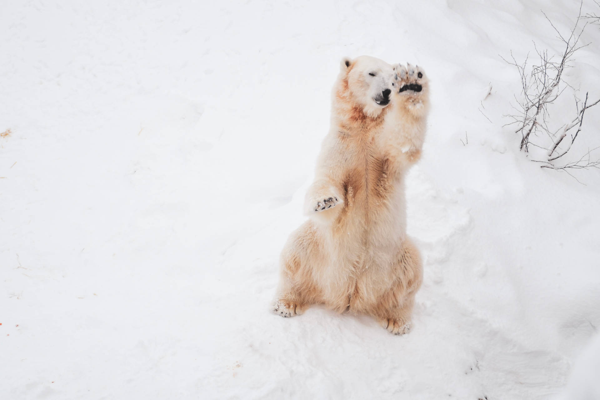 Cute Polar Bear In Snow Background