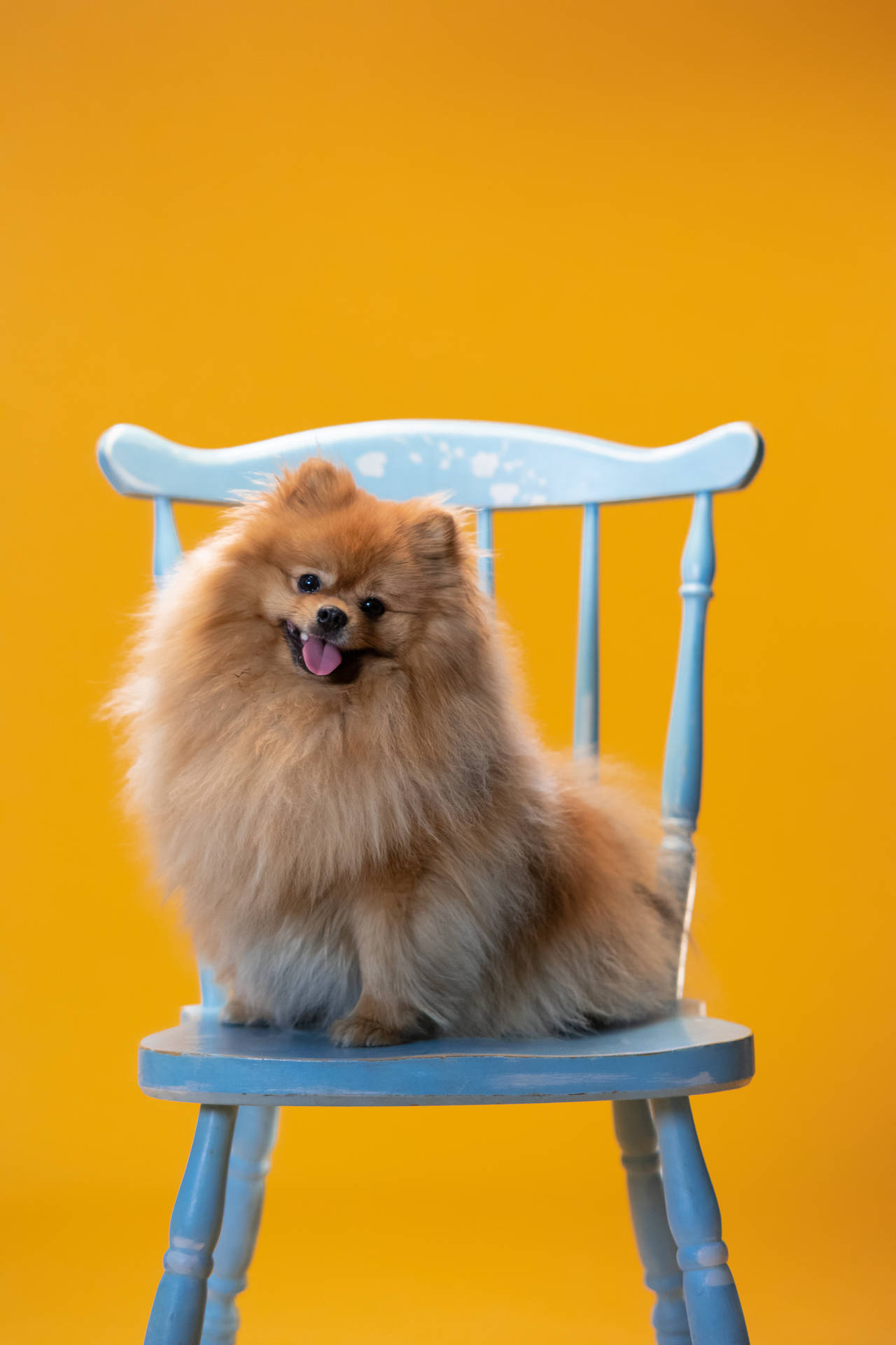Cute Pomeranian On Blue Chair