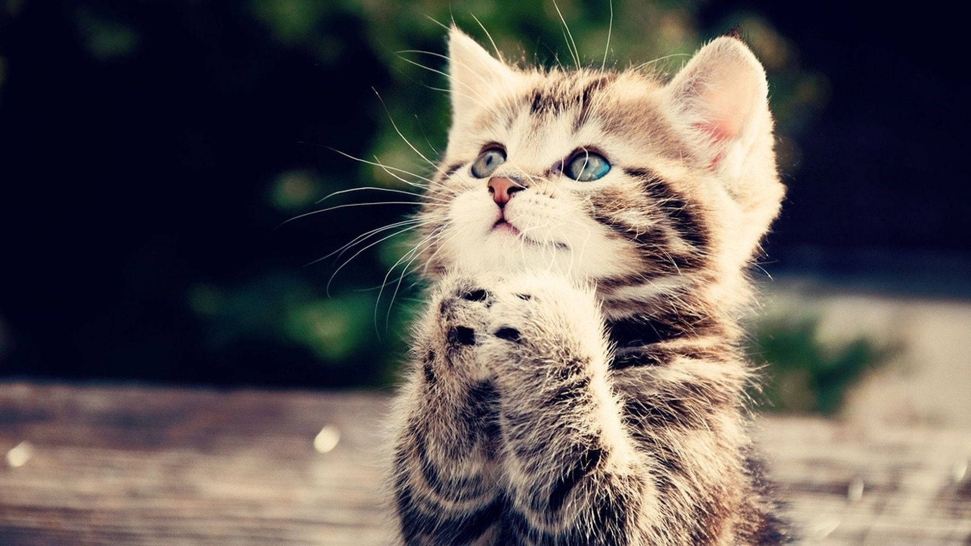 Cute Praying Animal Kitten Background